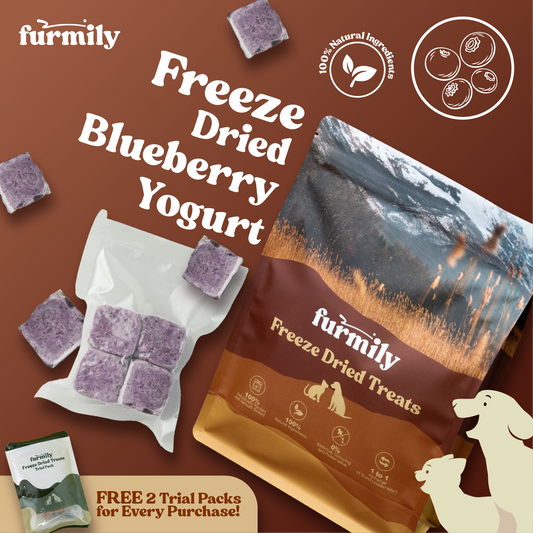 Blueberry Yogurt