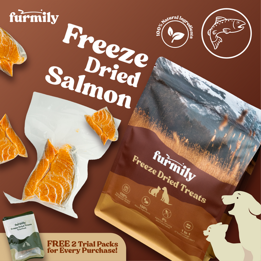 Salmon