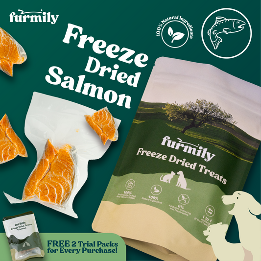 Salmon