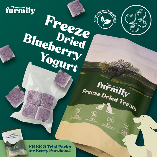 Blueberry Yogurt