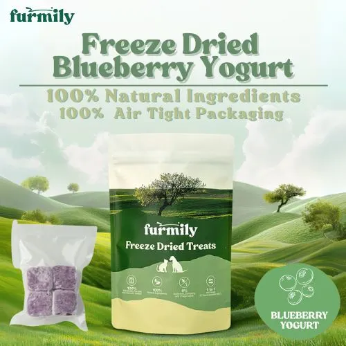 Blueberry Yogurt Cube